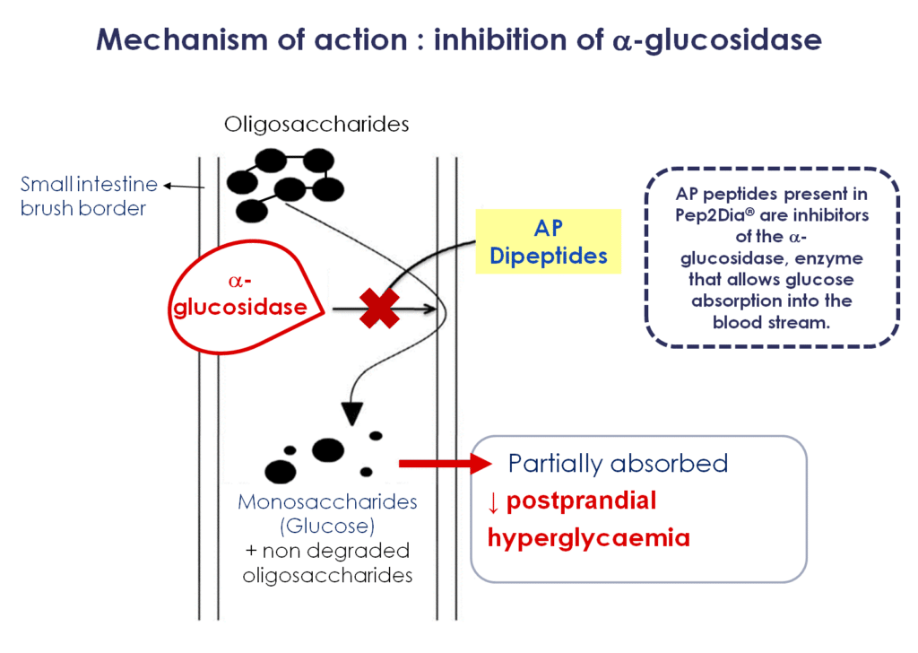 Mechanism of action : inhibition of a-glucosidase